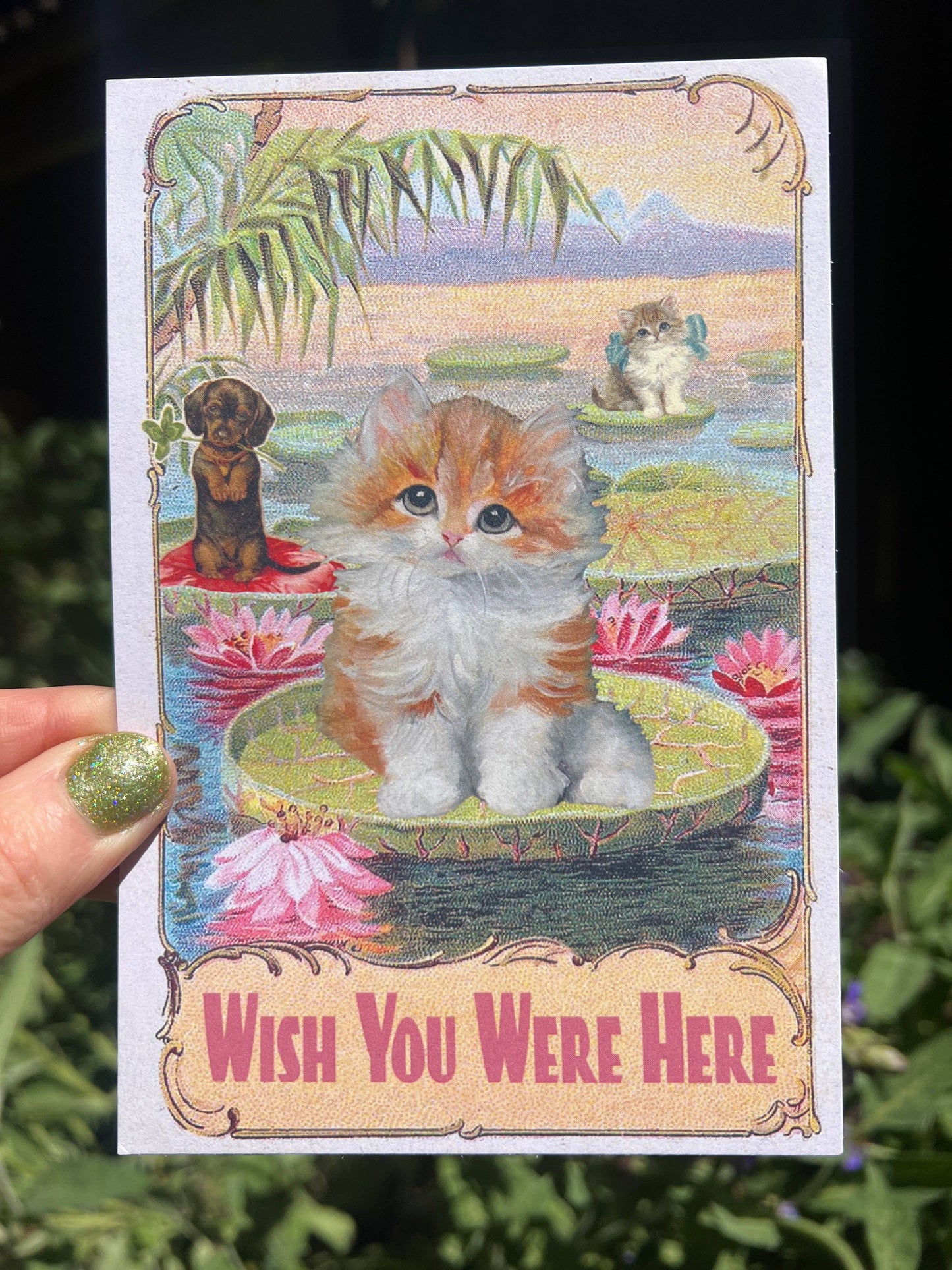 POSTCARD Wish You Were Here Kitten Lotus Pond