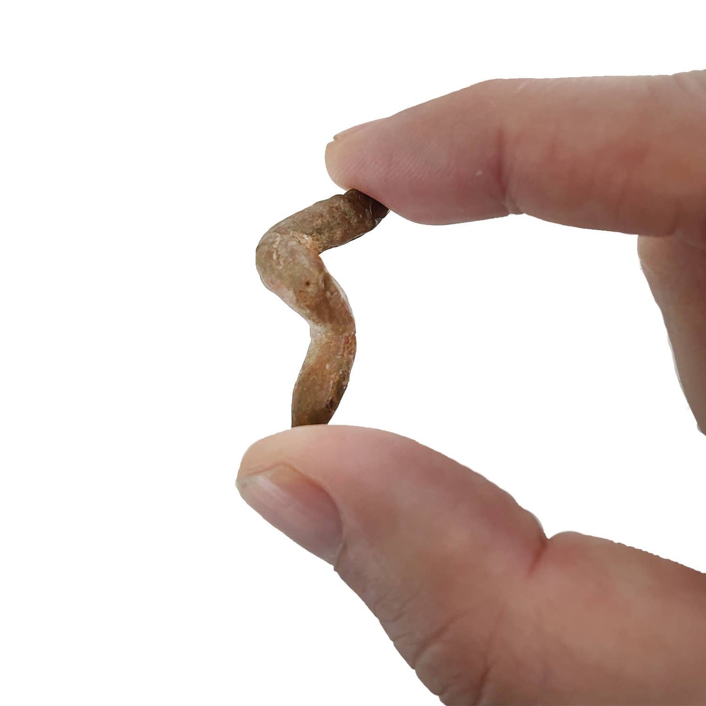 Coprolite Fossil |
Compact Curiosities Coprolite Fossil