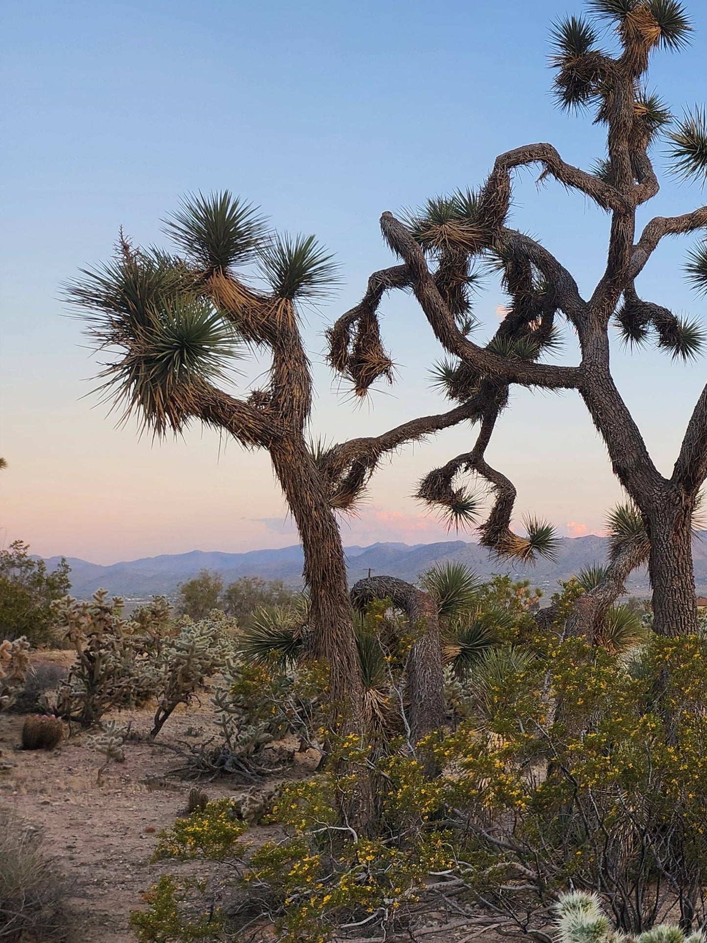 Desert Seeds - Joshua Tree