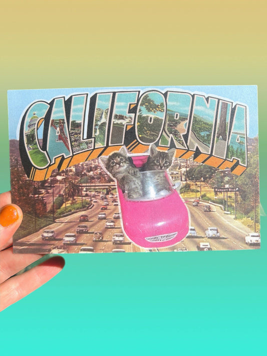 POSTCARD California Freeway Cats