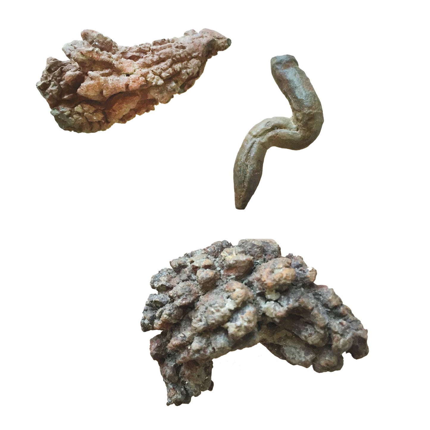 Coprolite Fossil |
Compact Curiosities Coprolite Fossil