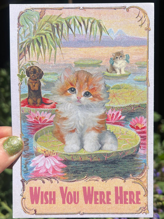 POSTCARD Wish You Were Here Kitten Lotus Pond